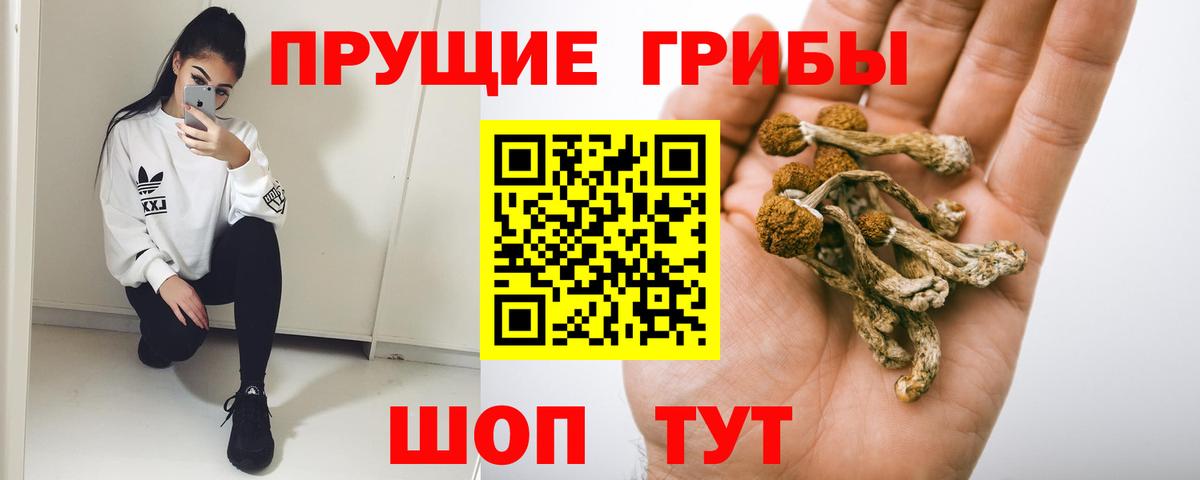 Родники  Галлюциногенные грибы Psilocybe  Вход с VPN  Псилоцибиновые грибы Psilocybe 